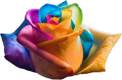 

ELIF Rose Seeds (Pkt of 50 seeds) Seed(100 per packet)