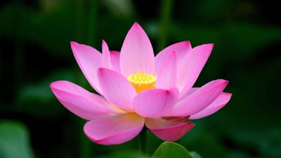 

ELIF Lotus Flower Seed Pink Seed(20 per packet)