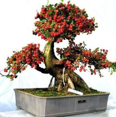 

Priyathams Imported Bonsai Albizia Flower Plant Seed(20 per packet)