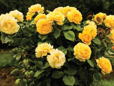 ROSEMERC imported beautifull yellow rose flower (40 per pocket) Seed(40 per packet)