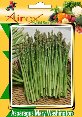 

Airex Asparagus Mary Washington (Hybrid) Seed (9 Packet Of Asparagus Mary Washington) Seed (Pack of AVG 10-20 Seed * 9 Per Packet) Seed(180 per packet)