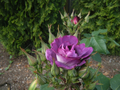 ELIF Rose Seed(10 per packet)