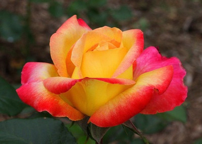 

ELIF Rose Seed(40 per packet)