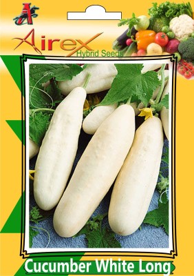 Airex Cucumber White Long (Hybrid) Vegetables Seed (10 Packet Of Cucumber White Long) Seed (Pack of AVG 40-50 Seed * 10 Per Packet) Seed(500 per packet)