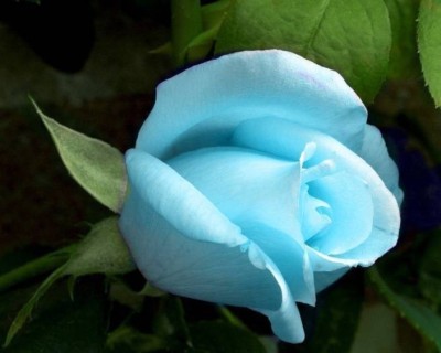 

ELIF Imported Bonsai Rose Light Blue Seed(40 per packet)