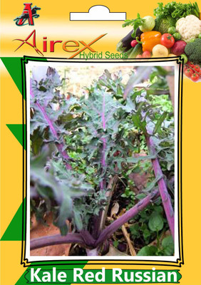 

Airex Kale Red Russian (Hybrid) Seed (6 Packet Of Kale Red Russian) Seed (Pack of AVG 20-30 Seed * 6 Per Packet) Seed(180 per packet)