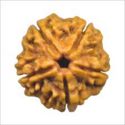 SHIVOHAM 5 Mukhi Rudraksha Lab Certified Wood Pendant