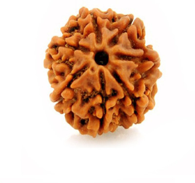 SHIVOHAM 7 Mukhi Rudraksha Lab Certified Wood Pendant