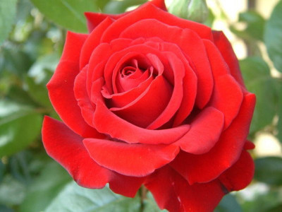 

VS GLOBAL imported beautifull red rose (50 per pocket) Seed(50 per packet)