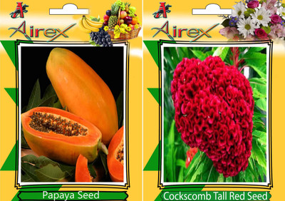 Airex papaya and Cockscomb Tall Red (Summer) Seed (Pack Of 50 Seed Per Packet) Seed(50 per packet)