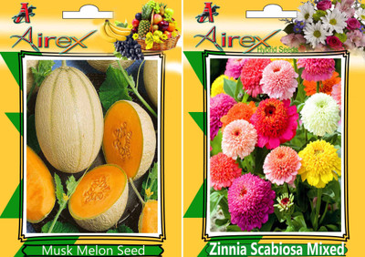 Airex Musk Melon and Zinnia Scabiosa Mixed Hybrid (Summer) Seed (Pack Of 15 Seed Musk Melon + 15 Zinnia Scabiosa Mixed Hybrid) Seed Seed(15 per packet) Airex Musk Melon and Zinnia Scabiosa Mixed Hybrid (Summer) Seed (Pack Of 15 Seed Musk Melon + 15 Zinnia Scabiosa Mixed Hybrid) Seed Seed(15 per packet)