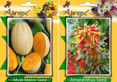 Airex Musk Melon and Amaranthus (Summer) Seed (Pack Of 25 Seed Musk Melon + 25 Amaranthus) Seed Seed(25 per packet)