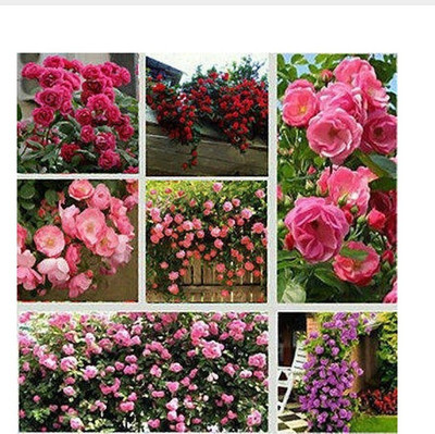 

priyathams Imported Rose 7, Seven Types of Imported Rose Flower Plant Mix Seed(21 per packet)