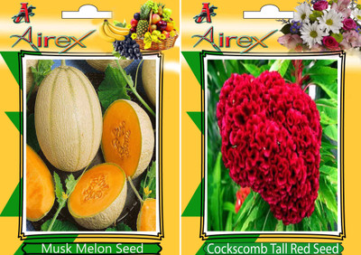 Airex Musk Melon and Cockscomb Tall Red (Summer) Seed (Pack Of 15 Seed Musk Melon + 15 Cockscomb Tall Red) Seed Seed(15 per packet) Airex Musk Melon and Cockscomb Tall Red (Summer) Seed (Pack Of 15 Seed Musk Melon + 15 Cockscomb Tall Red) Seed Seed(15 per packet)