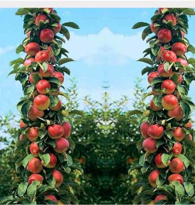 

priyathams Imported Bonsai Organic POTTED APPLE PLANT Seed(10 per packet)