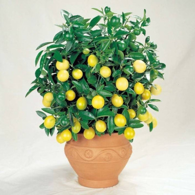 ROSEMERC bonsai imported lemon(40 per pocket) Seed(40 per packet)