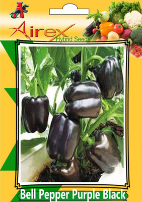 

Airex Bell Pepper Purple Black Seed (6 Packet Of Bell Pepper Purple Black Seed (Pack of AVG 30 - 50 Seed * 6 Per Packet) Seed(300 per packet)