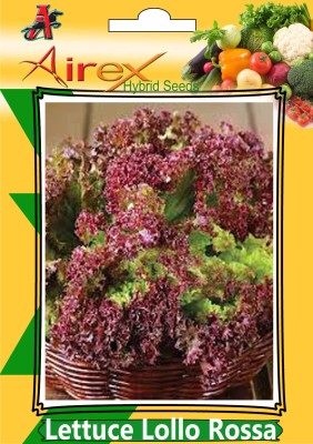 Airex Lettuce Lollo Rossa Seed (6 Packet Of Lettuce Lollo Rossa Seed (Pack of AVG 50 - 100 Seed * 6 Per Packet) Seed(600 per packet)