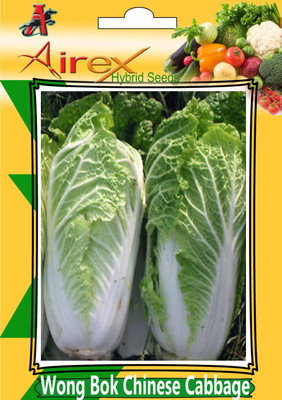 

Airex Wong Bok Chinese Cabbage Seed (Pack Of 30 Seed Per Packet) Seed(30 per packet)