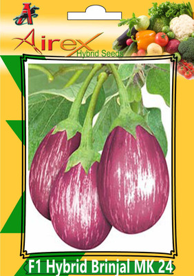 

Airex F1 Hybrid Brinjal MK 24 Seed (3 Packet Of F1 Hybrid Brinjal MK 24 Seed (Pack of AVG 30 - 50 Seed * 3 Per Packet) Seed(150 per packet)