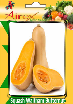 Airex Squash Waltham Butternut Seed (1 Packet Of Squash Waltham Butternut Seed (Pack of 10 Seed * 1 Per Packet) Seed(10 per packet)