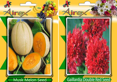Airex Musk Melon and Gaillardia Double Red (Summer) Seed (Pack Of 25 Seed Musk Melon + 25 Gaillardia Double Red) Seed Seed(25 per packet)