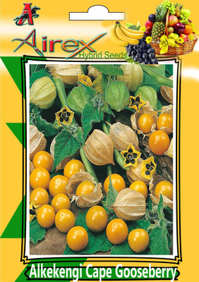 

Airex Alkekengi Cape Gooseberry Summer Fruit Seed (Pack Of 11 Seed Per Packet) Seed(11 per packet)