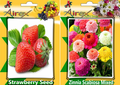 Airex Strawberry and Zinnia Scabiosa Mixed Hybrid (Summer) Seed (Pack Of 15 Seed Strawberry + 15 Zinnia Scabiosa Mixed Hybrid) Seed Seed(15 per packet)