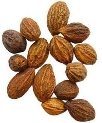 

Generic 25 Seeds of Rare & Precious Terminalia Chebula Chebulic Myrobalan Haritaki Kadukka Tree Seed(25 per packet)