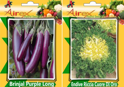 

Airex Brinjal Purple Long and Endive Riccia Cuore DI Oro Seed (Pack of 30 Seed Brinjal Purple Long + 30 Seed Endive Riccia Cuore DI Oro)Seed Seed(60 per packet)