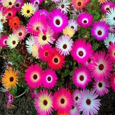 TrustBasket Mesembryanthemum/Ice plant (OP) Seed(30 per packet)