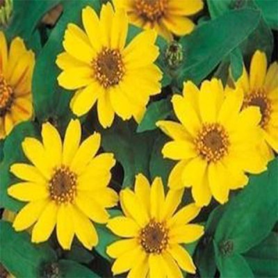 TrustBasket Zinia yellow (OP) Seed(30 per packet)