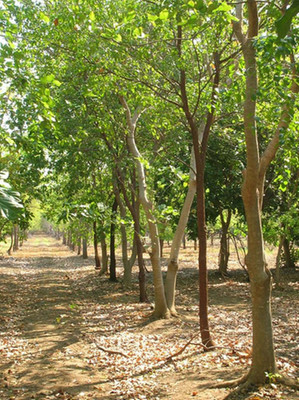 

Generic 100 Fresh Seeds of Precious Indian Sandalwood Santalum Album Chandan Sreegandha Tree for Growing Seed(10 per packet)
