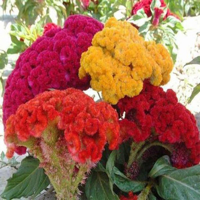 TrustBasket Cockscomb mixed (Open Pollinated) Seed(30 per packet)