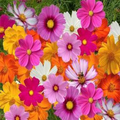 TrustBasket Cosmos mixed (Open Pollinated) Seed(30 per packet)