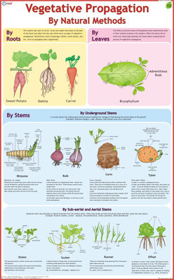 Vegetative Propagation Chart Paper Print(36 inch X 23 inch)