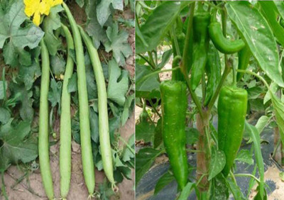 Airex Sponge Gourd White Long and Chilli F1 Corno DI Torro Seed (Pack of 25 Seed Sponge Gourd White Long + 25 Seed Chilli F1 Corno DI Torro) Seed Seed(50 per packet) Airex Sponge Gourd White Long and Chilli F1 Corno DI Torro Seed (Pack of 25 Seed Sponge Gourd White Long + 25 Seed Chilli F1 Corno DI Torro) Seed Seed(50 per packet)