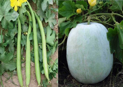 

Airex Sponge Gourd White Long and Ash Gourd Mithai Petha (Hybrid) Seed (Pack of 30 Seed Sponge Gourd White Long + 30 Seed Ash Gourd Mithai Petha (Hybrid) Seed Seed(60 per packet)