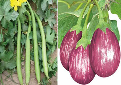 Airex Sponge Gourd White Long and F1 Hybrid Brinjal MK 24 Seed (Pack of 15 Seed Sponge Gourd White Long + 15 Seed F1 Hybrid Brinjal MK 24)Seed Seed(30 per packet) Airex Sponge Gourd White Long and F1 Hybrid Brinjal MK 24 Seed (Pack of 15 Seed Sponge Gourd White Long + 15 Seed F1 Hybrid Brinjal MK 24)Seed Seed(30 per packet)