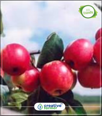 

Creative Farmer Red Apple Tree Seeds Plant For Outdoor Fruit Plant Seeds Kitchen Garden Plant Seeds 10Indoor, Outdoor Kitchen Garden Plant Seeds Seed(10 per packet)