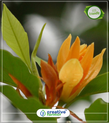 

Creative Farmer Fragrant Flowers Golden Champa Flowering Seeds For Summer Kitchen Garden Plant Seeds 10Indoor, Outdoor Kitchen Garden Plant Seeds Seed(10 per packet)