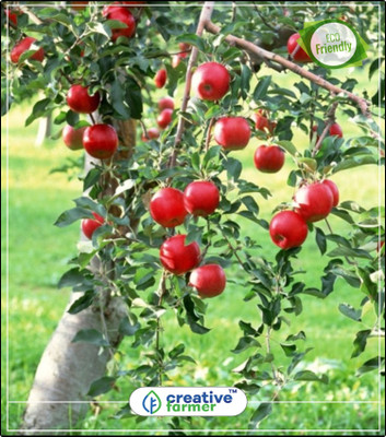 

Creative Farmer Fruit Seeds Rare Imported Dwarf Apple Fruit Delicious Fruit Seeds Fruit Seeds Organic Fruit Seeds Kitchen Garden Plant Seeds 5Indoor, Outdoor Kitchen Garden Plant Seeds Seed(5 per packet)