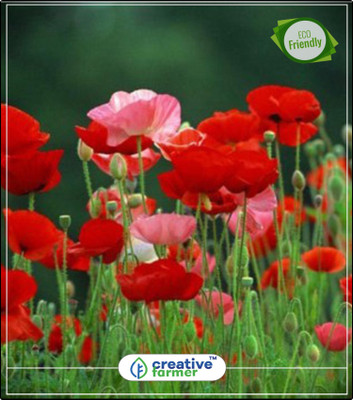 Creative Farmer California Poppy - Cup Of Gold Pot Planting Flower Seeds Kitchen Garden Plant Seeds 20Indoor, Outdoor Kitchen Garden Plant Seeds Seed(20 per packet) available at flipkart for Rs.144