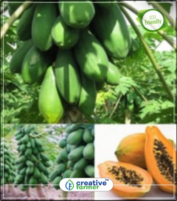 

Creative Farmer Fruit Seed - Papaya - Dwarf Variety Soft /Orange Flesh/ Large Fruit Plant Seeds Kitchen Garden Plant Seeds 20Indoor, Outdoor Kitchen Garden Plant Seeds Seed(20 per packet)