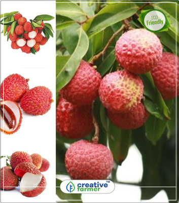 

Creative Farmer Lychee Tree Seeds Outdoor Fruit Tree Seeds Planting Fruit Plants Kitchen Garden Plant Seeds 5Indoor, Outdoor Kitchen Garden Plant Seeds Seed(5 per packet)