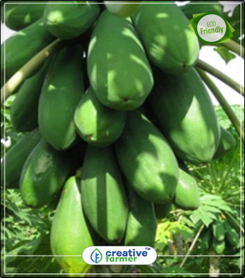 

Creative Farmer Fruit Seeds Papaya Indian Beauty Produce Heavily Fruit Seeds Fruit Seeds For Agriculture Bonsai Plant Seeds Fruit Bonsai Seeds Kitchen Garden Plant Seeds 10Indoor, Outdoor Kitchen Garden Plant Seeds Seed(10 per packet)