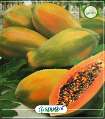 

Creative Farmer Fruit Seeds Papaya Indian Beauty Fruit Seeds Finest 50 Seeds Exotic Plant Fruit Seeds Bonsai Plant Seeds Fruit Bonsai Seeds Kitchen Garden Plant Seeds 10Indoor, Outdoor Kitchen Garden Plant Seeds Seed(10 per packet)