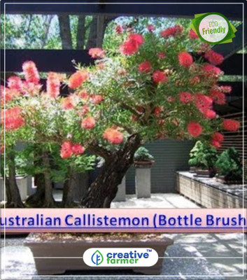 

Creative Farmer Calistemon Lanceolatus Showy Red Flower Spikes Dwarf Flower Tree Seeds Kitchen Garden Plant Seeds 10Indoor, Outdoor Kitchen Garden Plant Seeds Seed(10 per packet)