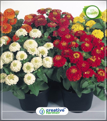 Creative Farmer Genda Pot Marigold Mixed Hybrid Flower Seeds Mix Kitchen Garden Plant Seeds 20Indoor, Outdoor Kitchen Garden Plant Seeds Seed(20 per packet) available at flipkart for Rs.144