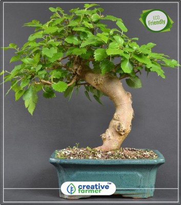 

Creative Farmer Duranta Erecta Hedge Plant V1 Tree Seeds Kitchen Garden Plant Seeds 10Indoor, Outdoor Kitchen Garden Plant Seeds Seed(10 per packet)